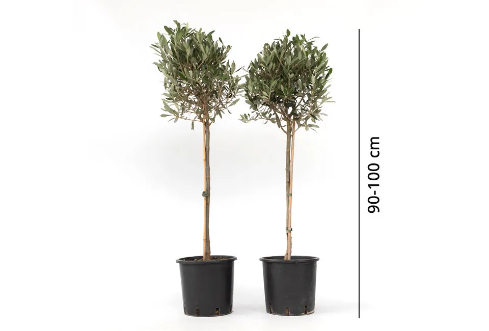 2 XXL olijfbomen