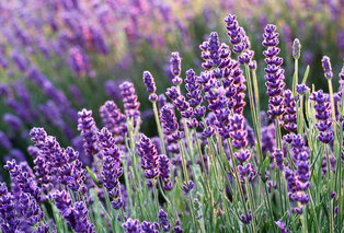 Lot de 6 plants de lavande