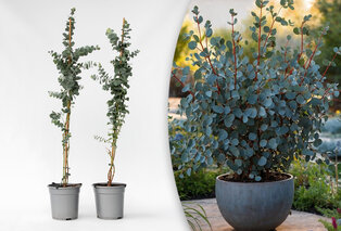 Eucalyptus XL