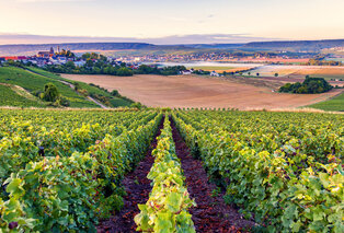 Gastronomischer Aufenthalt in der Champagne 
