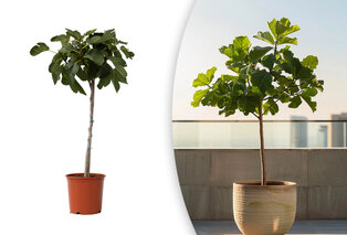 XL Feigenbaum
