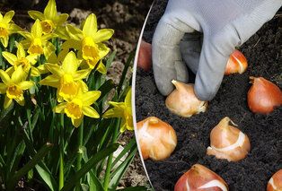 100 bulbes de jonquilles