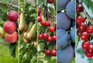 Lot de 3 ou 5 grands arbres fruitiers rustiques