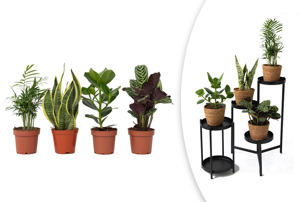 Set van 4 verschillende trendy kamerplanten met of zonder mand