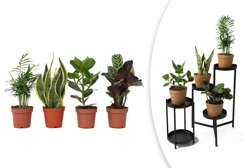 Juego de 4 plantas de interior diferentes de moda con o sin cesta