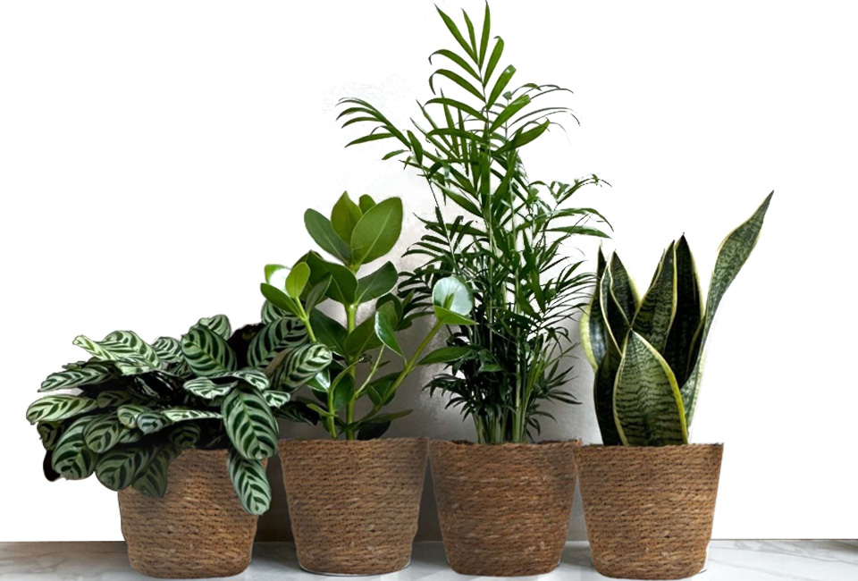 Set van 4 verschillende trendy kamerplanten met of zonder mand