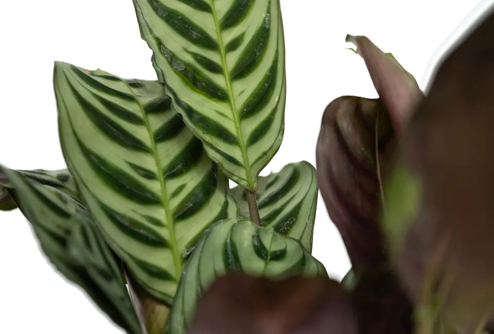 Set de 4 plantas de interior