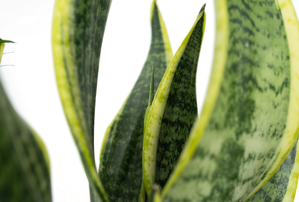 Set van 4 verschillende trendy kamerplanten met of zonder mand
