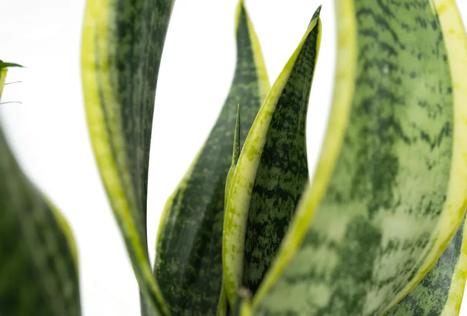 Set de 4 plantas de interior