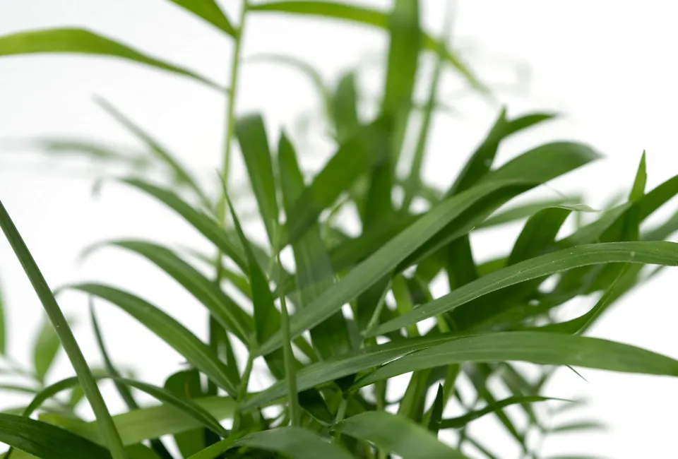 Set de 4 plantas de interior