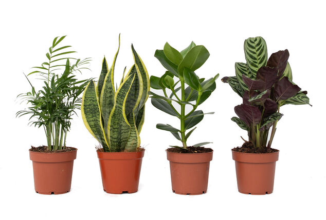 Set van 4 verschillende trendy kamerplanten met of zonder mand