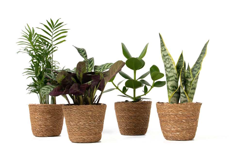 Set van 4 verschillende trendy kamerplanten met of zonder mand