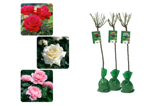 Lot de 3 rosiers sur tige XXL — 2