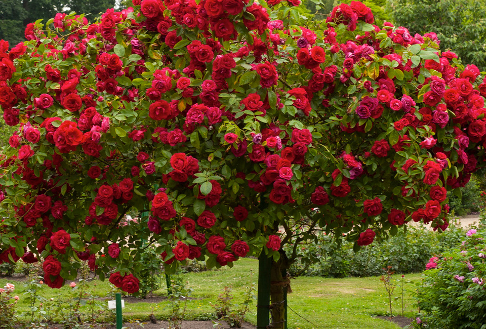Lot de 3 rosiers sur tige XXL