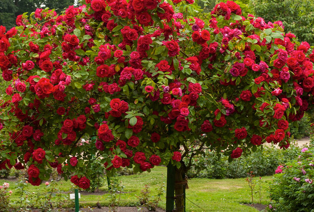 Lot de 3 rosiers sur tige XXL