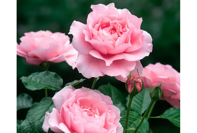 Lot de 3 rosiers sur tige XXL