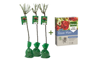 Lot de 3 rosiers sur tige XXL — 9