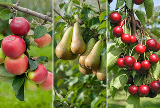 Set mit 3 winterharten XXL-Obstbäumen