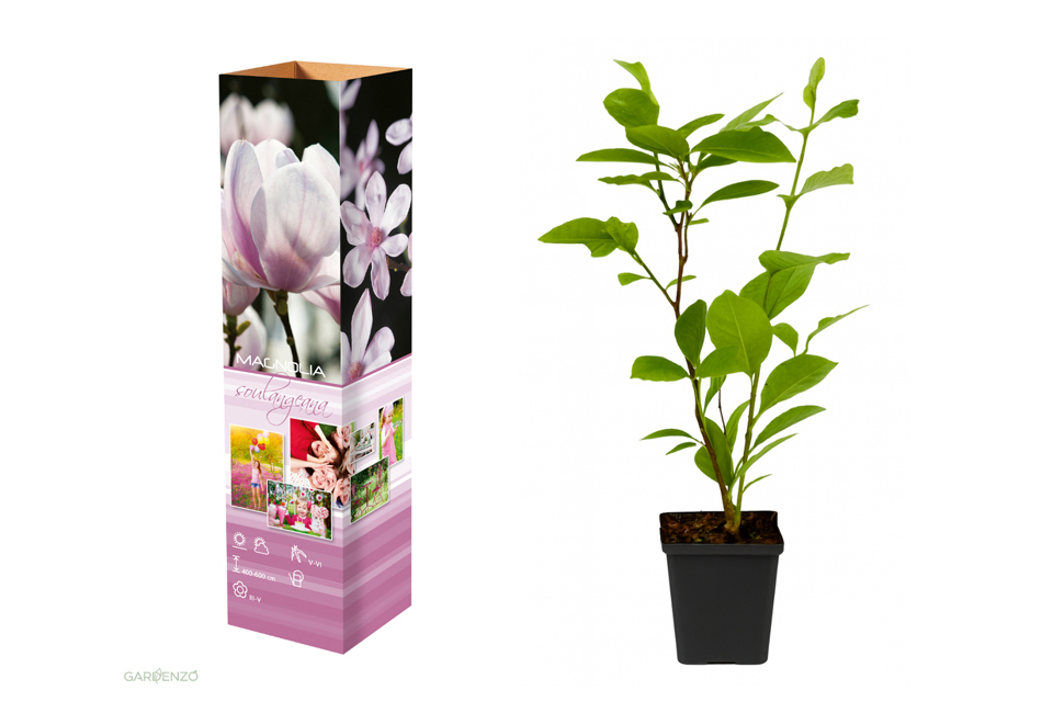 Set di 3 o 6 piante di magnolia