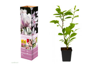 Set di 3 o 6 piante di magnolia — 2