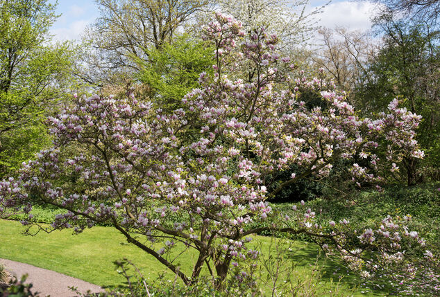 Set di 3 o 6 piante di magnolia