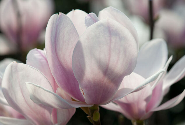 Set di 3 o 6 piante di magnolia