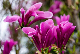 Set di 3 o 6 piante di magnolia — 7