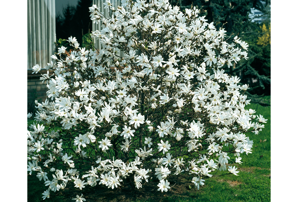 Set di 3 o 6 piante di magnolia