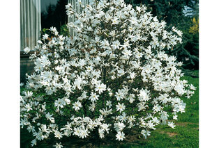 Set di 3 o 6 piante di magnolia — 8