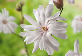 Set di 3 o 6 piante di magnolia — 9