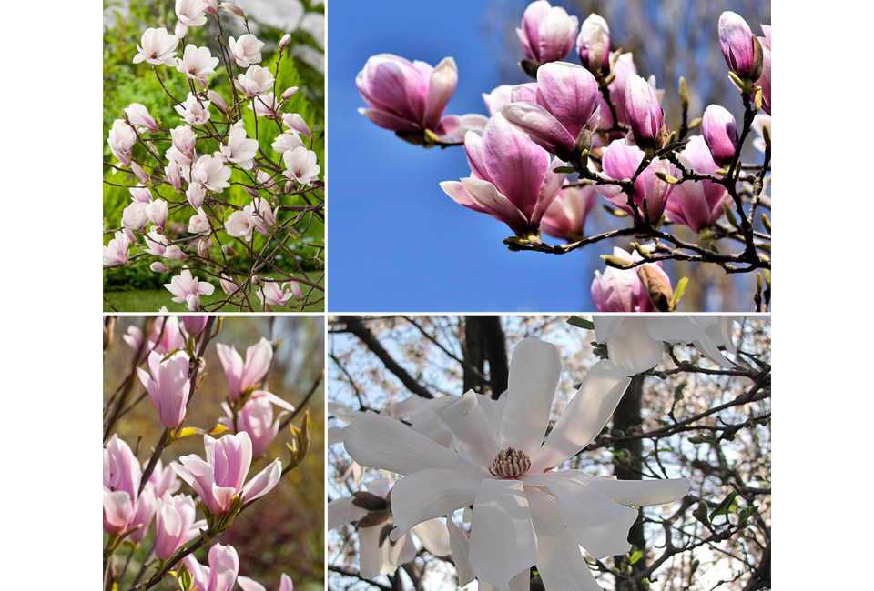 Set di 3 o 6 piante di magnolia