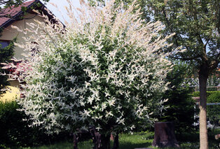 1, 2 ou 4 saules flamants XXL sur tige - Salix Hakuro Nishiki — 1