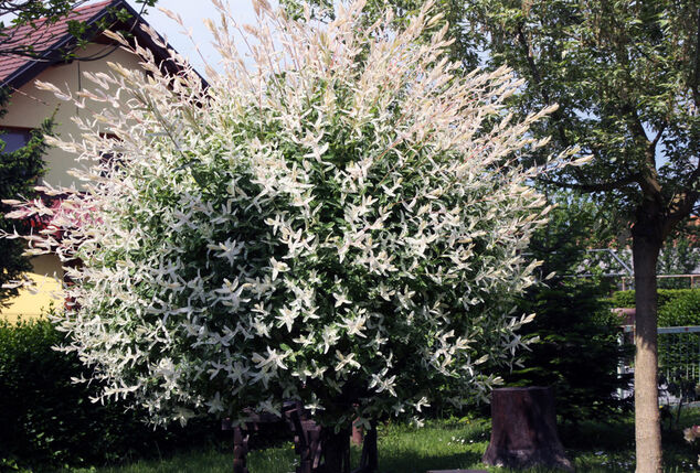 1, 2 ou 4 saules flamants XXL sur tige - Salix Hakuro Nishiki