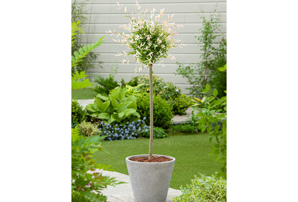 1, 2 ou 4 saules flamants XXL sur tige - Salix Hakuro Nishiki