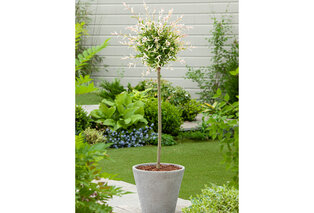 1, 2 ou 4 saules flamants XXL sur tige - Salix Hakuro Nishiki — 2