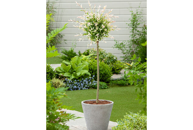 1, 2 ou 4 saules flamants XXL sur tige - Salix Hakuro Nishiki
