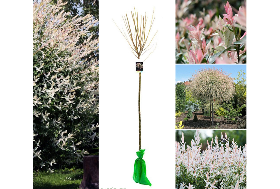 1, 2 ou 4 saules flamants XXL sur tige - Salix Hakuro Nishiki