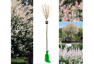1, 2 ou 4 saules flamants XXL sur tige - Salix Hakuro Nishiki — 4