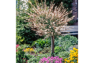 1, 2 ou 4 saules flamants XXL sur tige - Salix Hakuro Nishiki — 5