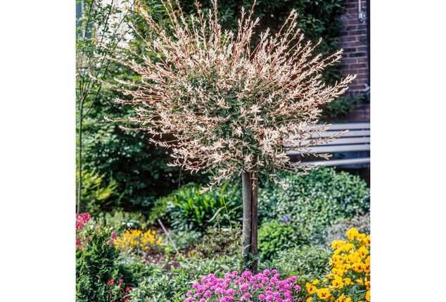 1, 2 ou 4 saules flamants XXL sur tige - Salix Hakuro Nishiki