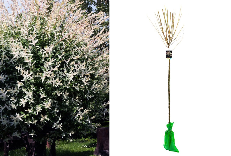 1, 2 ou 4 saules flamants XXL sur tige - Salix Hakuro Nishiki