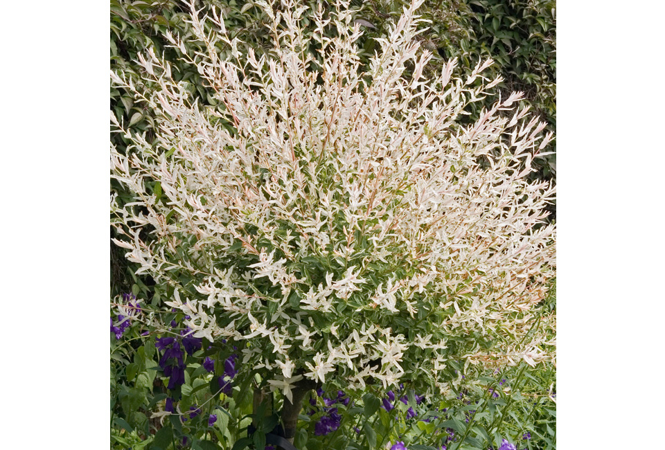 1, 2 ou 4 saules flamants XXL sur tige - Salix Hakuro Nishiki