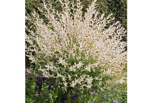 1, 2 ou 4 saules flamants XXL sur tige - Salix Hakuro Nishiki — 7