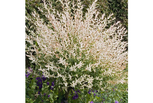 1, 2 ou 4 saules flamants XXL sur tige - Salix Hakuro Nishiki