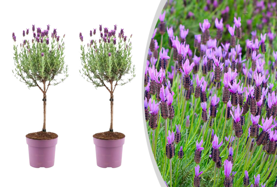 Set van 2 lavendelbomen op stam