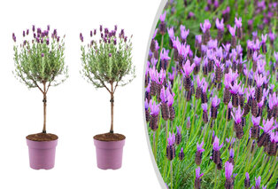 Set van 2 lavendelbomen op stam — 1