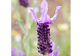 Set van 2 lavendelbomen op stam — 2