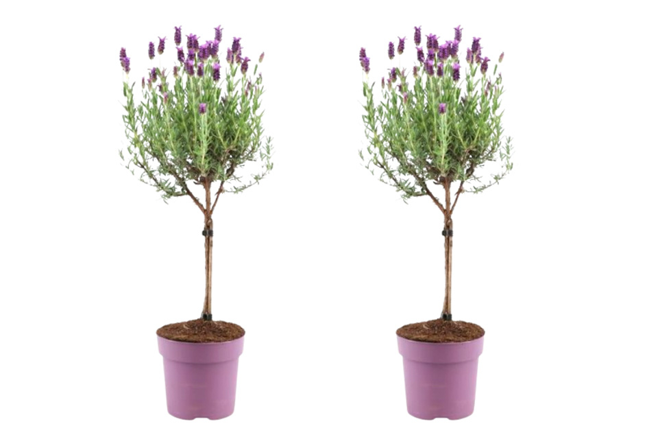Set van 2 lavendelbomen op stam