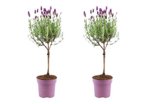 Set van 2 lavendelbomen op stam — 4