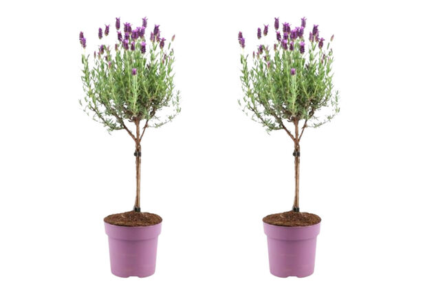 Set van 2 lavendelbomen op stam